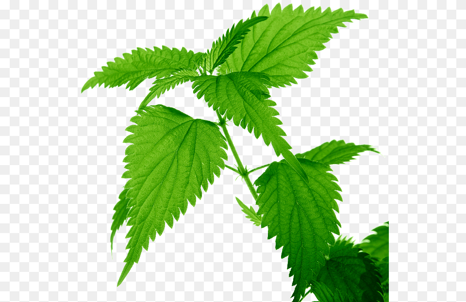 Nettle Hojas De Plantas Medicinales, Herbal, Herbs, Leaf, Plant Png Image