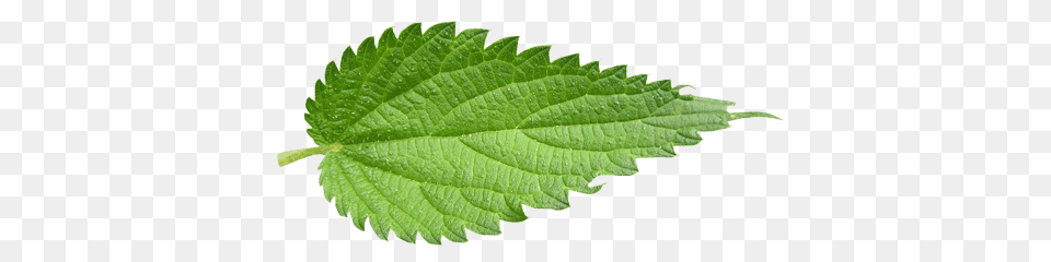 Nettle Leaf, Herbal, Herbs, Mint, Plant Free Transparent Png