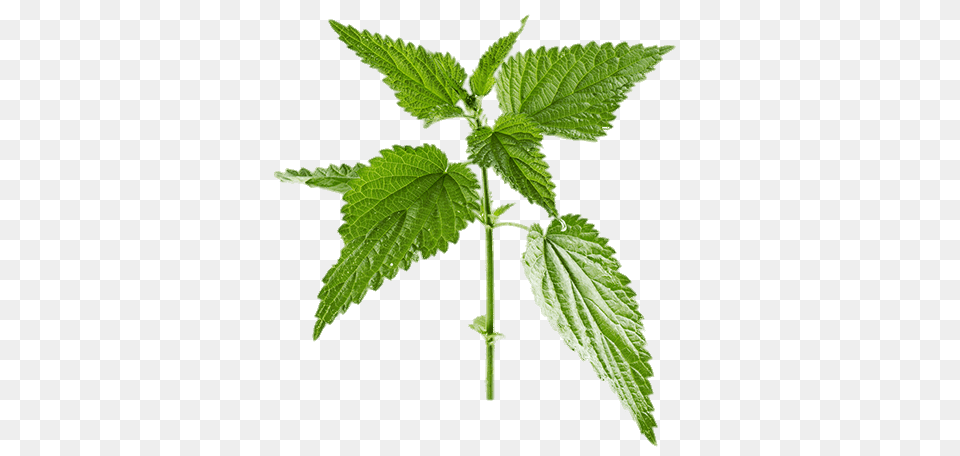 Nettle Plant, Herbal, Herbs, Leaf, Mint Free Transparent Png