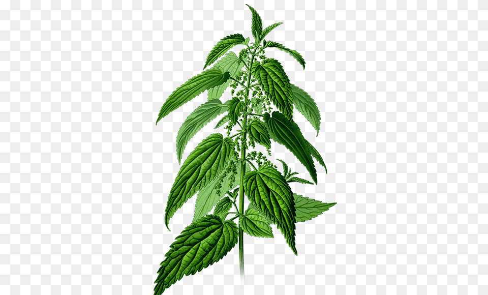 Nettle Plant Drawing, Green, Herbal, Herbs, Leaf Png