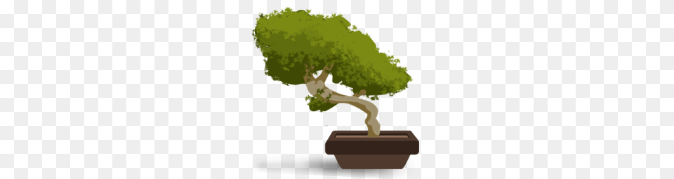 Network Icons, Plant, Potted Plant, Tree, Bonsai Png