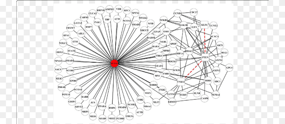 Network Visualization Of Mirscoppi Sub Network Formed Common Fig Png