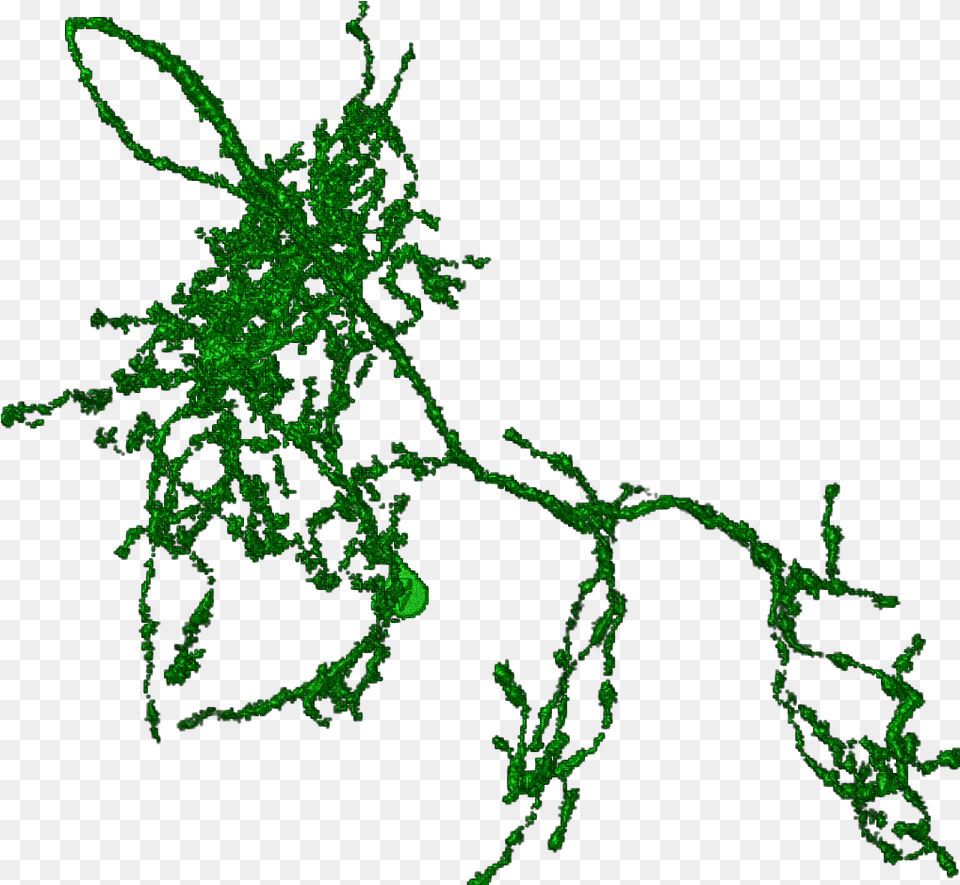 Neuron, Green, Moss, Plant, Pattern Free Png