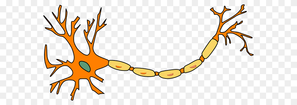 Neuron Accessories, Antler, Jewelry, Necklace Free Png