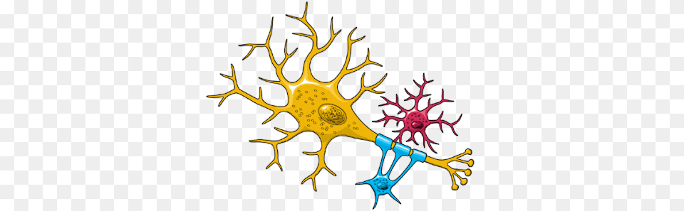 Neuron, Accessories, Fractal, Ornament, Pattern Png Image