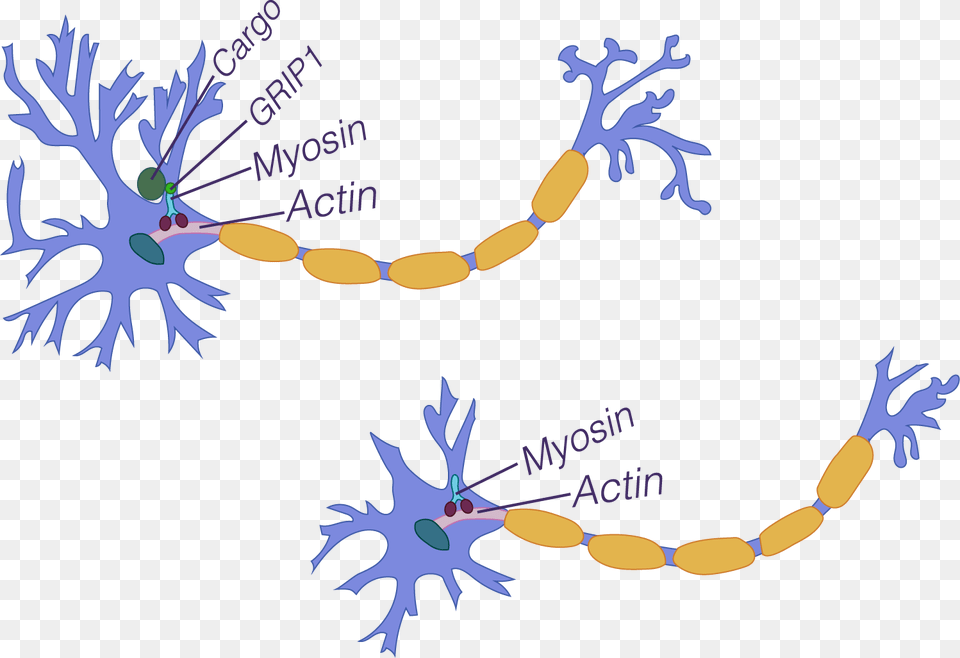 Neuron Branching With Grip1 Neuron Branching Without Biopsychology Structure Of A Neuron, Accessories, Outdoors, Nature Free Png Download