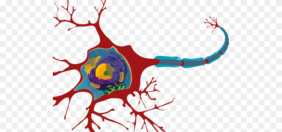 Neuron Clip Art, Pattern, Accessories, Ornament, Fractal Png Image