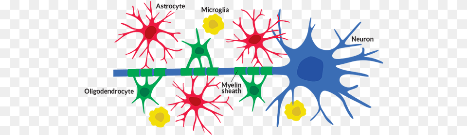 Neuron Clipart Astrocyte Celulas Gliales Y Neuronas, Pattern, Accessories, Ornament Png