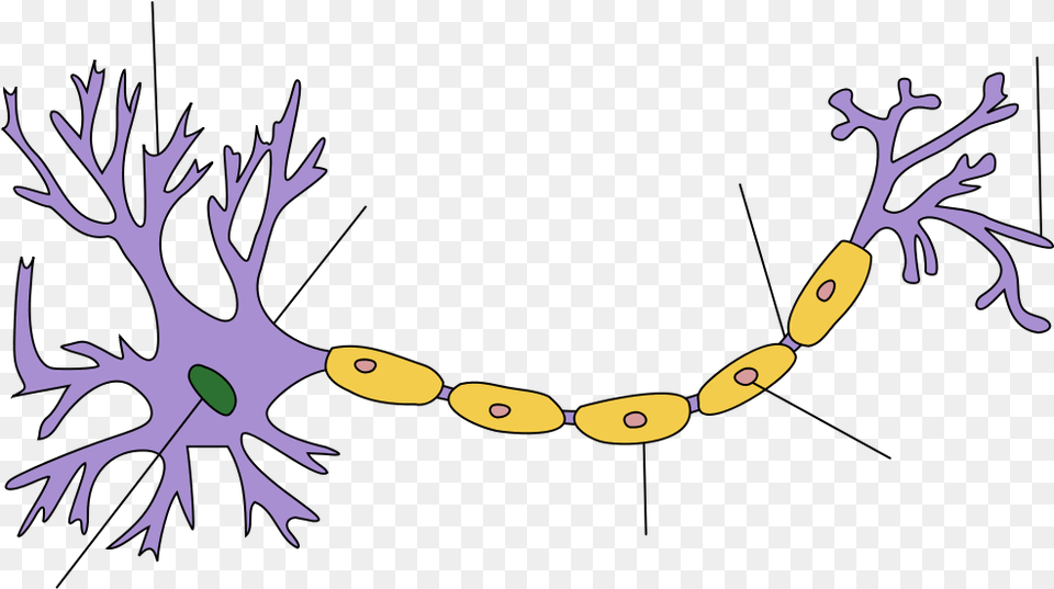 Neuron Clipart Body Cell Neuron Structure, Accessories, Antler, Jewelry, Necklace Png Image