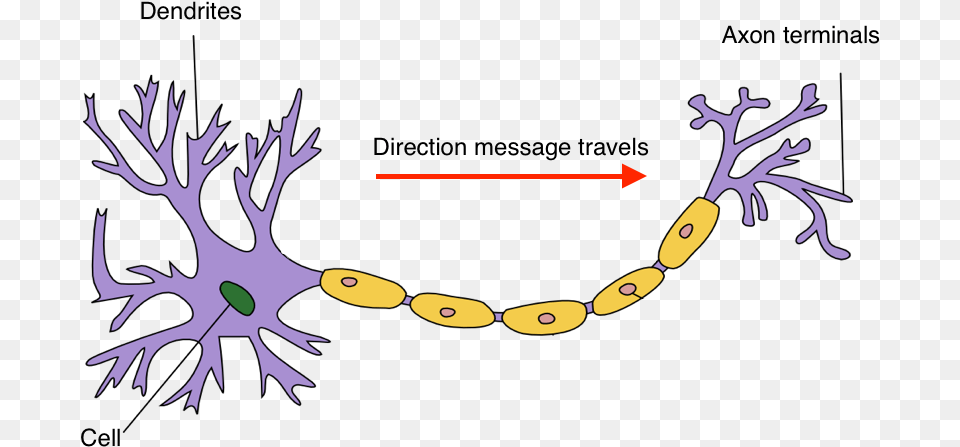 Neuron Hand Tuned Brain Dendrites, Antler, Accessories Png