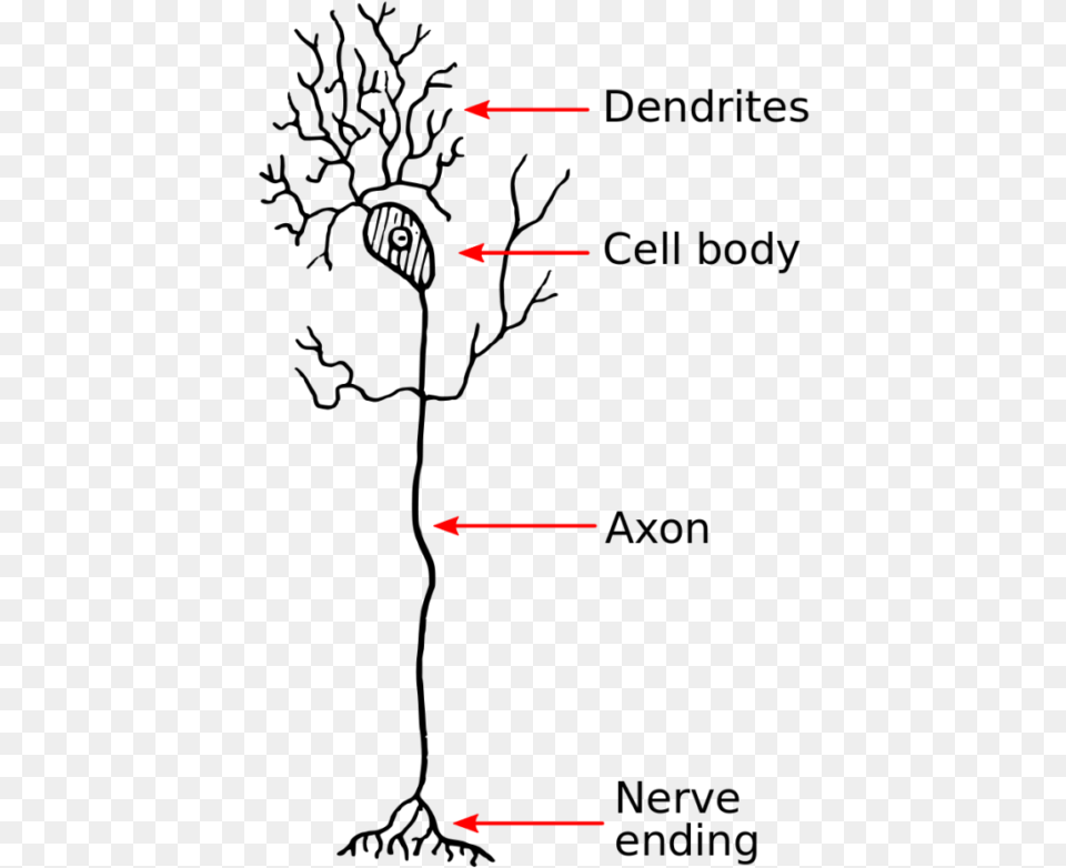 Neuron Model Of A Dendrite, Chart, Plot Free Transparent Png