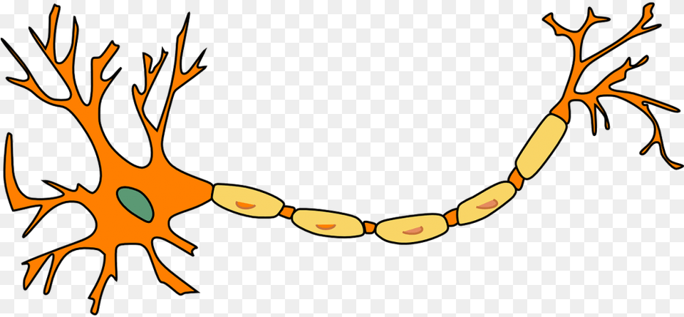 Neuron Nerve Cell Axon Dendrite Cell Biology Neuron Clip Art, Accessories, Jewelry, Necklace, Antler Free Transparent Png