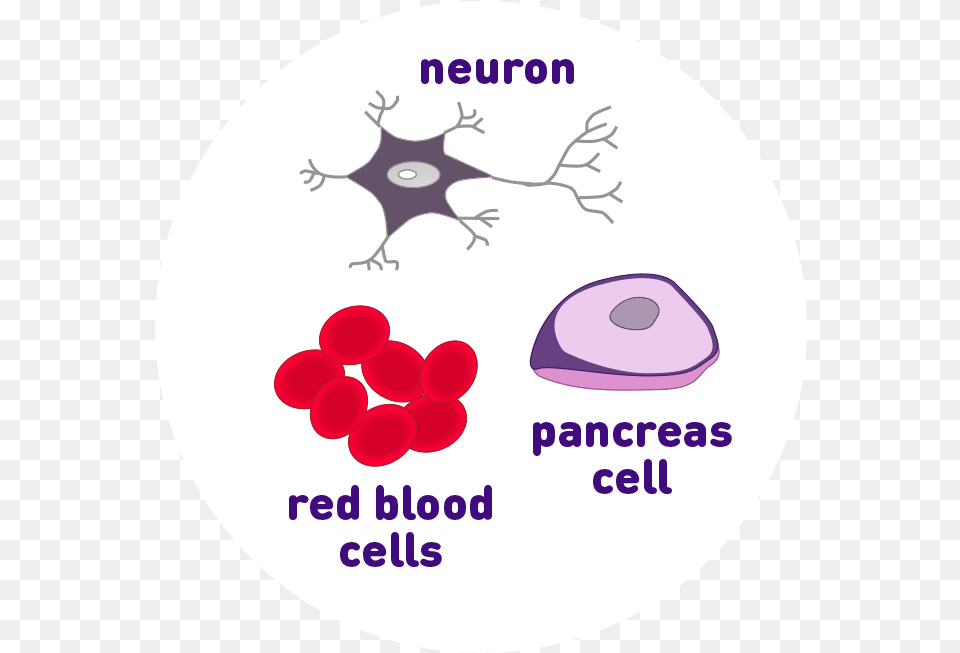 Neuron Pancreas Cell And Red Blood Cell Icons Circle, Purple, Animal, Bird, Disk Png