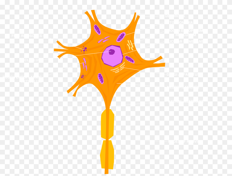 Neurons, Cross, Symbol Free Png