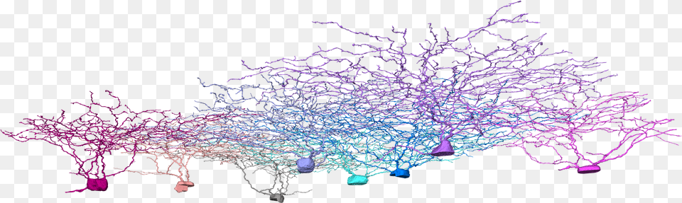 Neurons Neuroscience Eyewire Neuron, Pattern, Purple, Accessories, Lighting Free Png