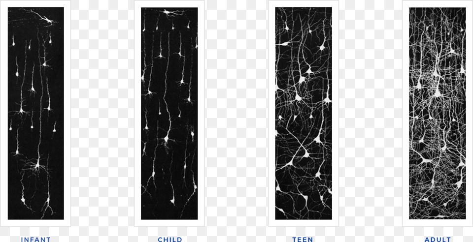 Neurons Over Time Neuron, Art, Collage Png Image