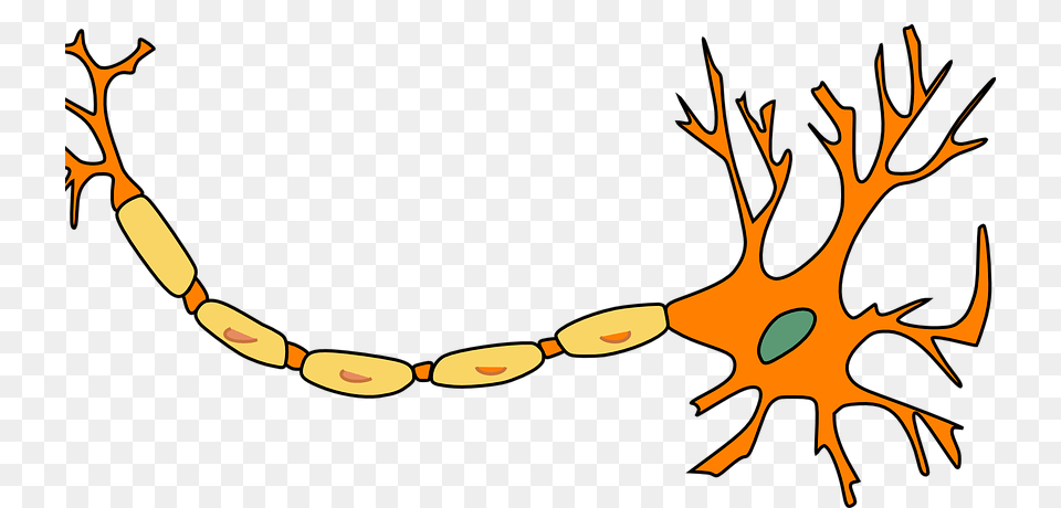 Neuropathy Archives, Accessories, Jewelry, Necklace, Person Free Transparent Png