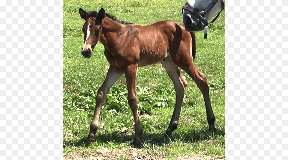 Never Ending Story Sorrel, Animal, Mammal, Foal, Horse Png Image