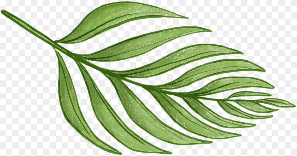 Never Not Knitting Tropical Leaves, Herbal, Herbs, Leaf, Plant Free Transparent Png