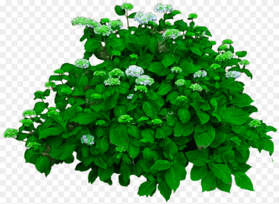 New All 2018 Bushes With Flowers, Green, Herbal, Herbs, Leaf Png