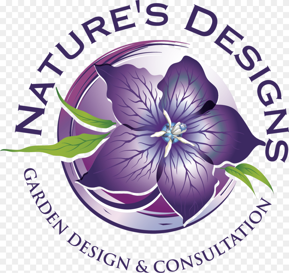 New Background Flowers Design, Flower, Plant, Purple, Geranium Free Transparent Png