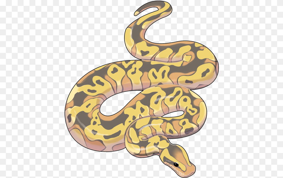 New Ball Python Artavailable At Redbubble Python Snake Art, Animal, Reptile, Rock Python Free Transparent Png