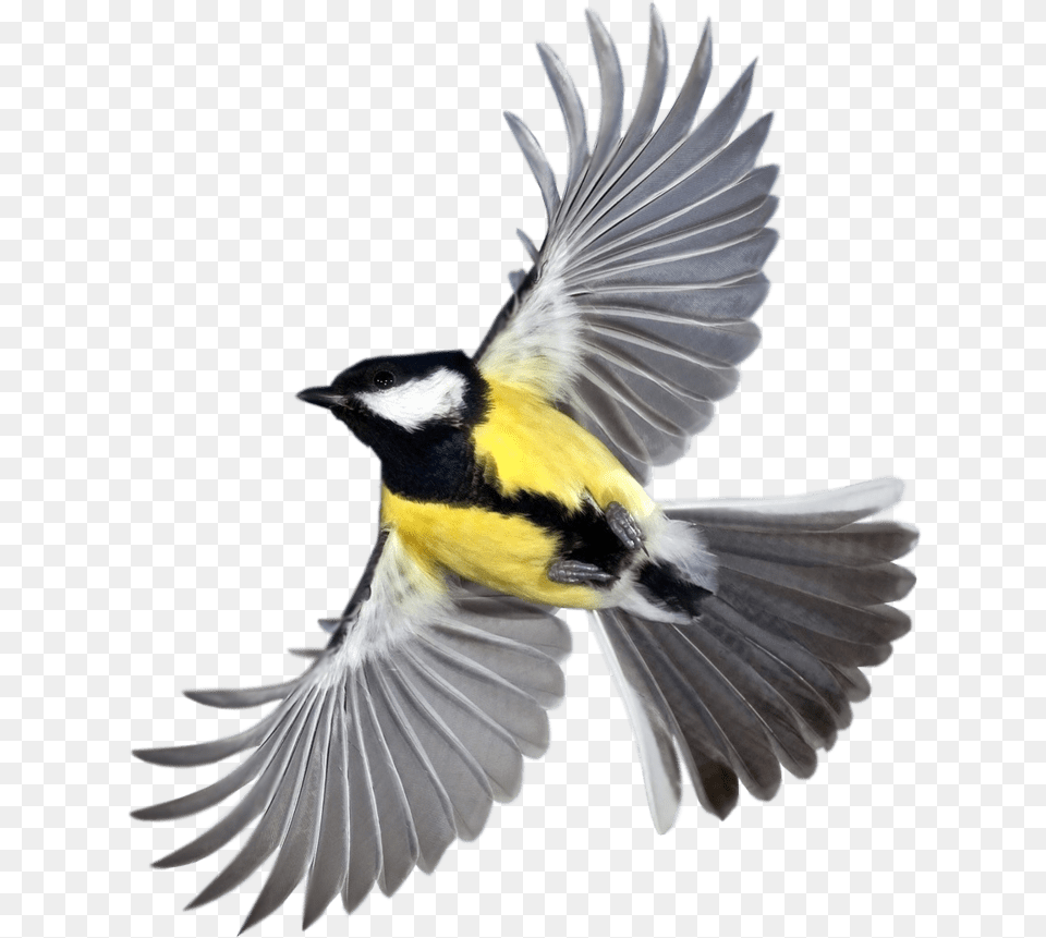 New Beautiful Flying Birds Hd Clipart Flying Bird, Animal, Finch Free Png Download