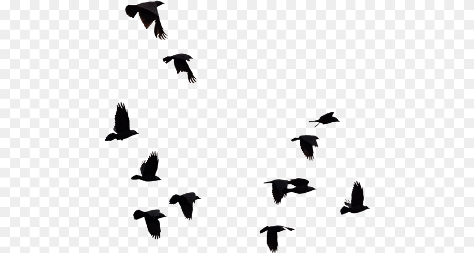 New Birds Bird Cut Out Photoshop, Animal, Flying Free Png