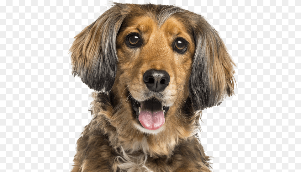 New Braunfels Vet At Comal Pet Hospital Dog Vitamins, Animal, Canine, Mammal, Puppy Free Transparent Png