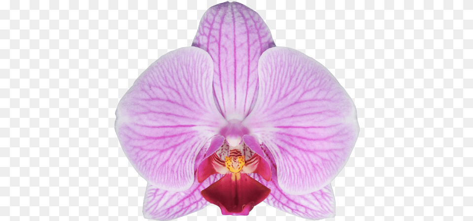 New Cleveland Falenopsis Cleverland, Flower, Orchid, Plant Png