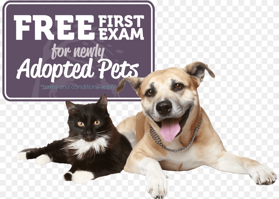New Client Offer Southwind Animal Hospital Happy Doggie Fathers Day, Canine, Dog, Mammal, Pet Free Png Download