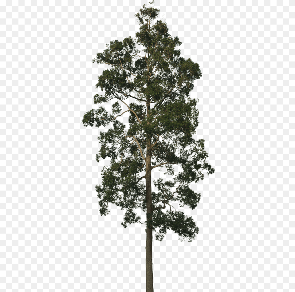 New Forests Conservation Forestry Blue Gum Tree, Plant, Tree Trunk, Oak, Sycamore Free Png Download