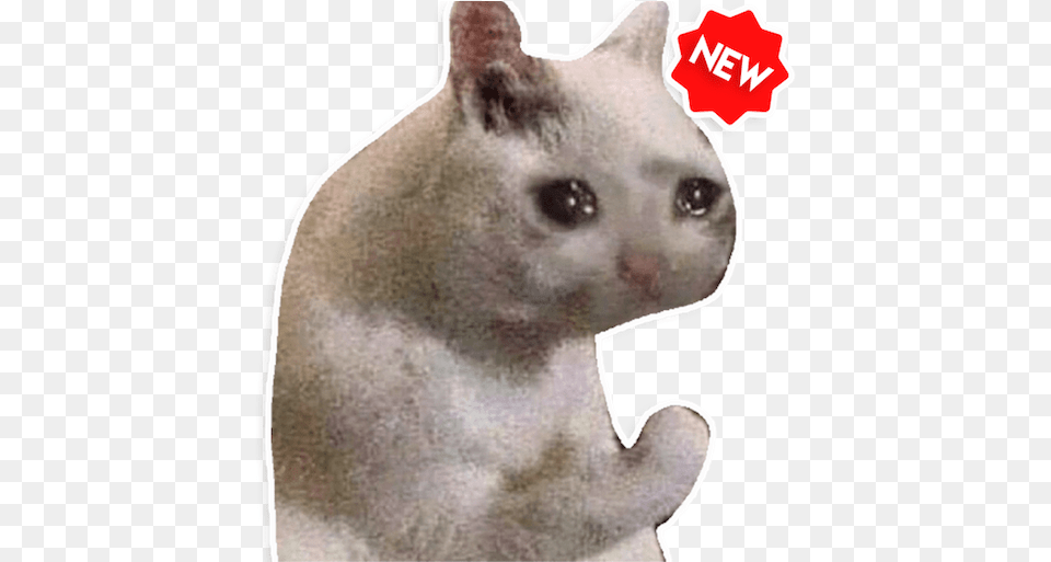 New Funny Cat Memes Stickers Memes Funny Love Memes, Animal, Mammal, Pet, Bear Free Png