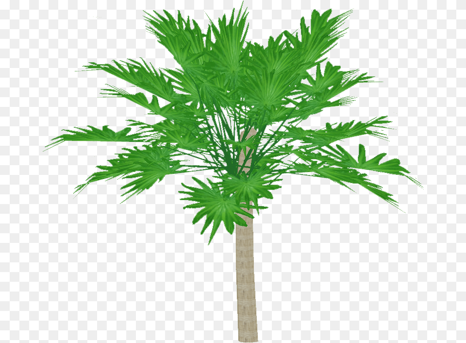 New Guinea Palmyra Palm Artifex Zt2 Download Library Fresh, Leaf, Palm Tree, Plant, Tree Free Transparent Png