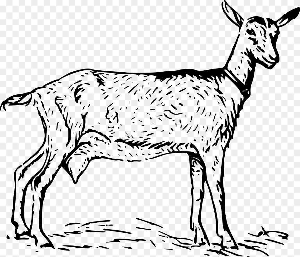 New Images 2018 Goat Clipart Black And White Photos Nanny Goat Clipart Black And White, Gray Png Image