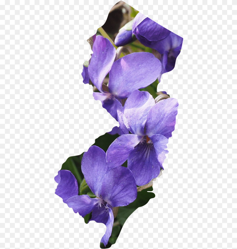 New Jersey Duranta, Flower, Geranium, Plant, Iris Free Transparent Png