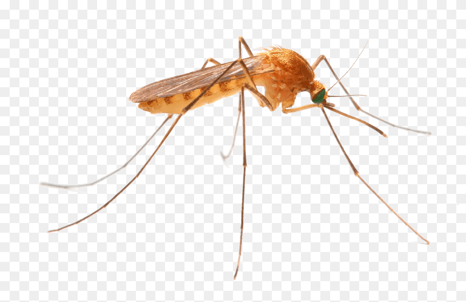 New Jersey Mosquito Control Transparent, Animal, Insect, Invertebrate Free Png Download