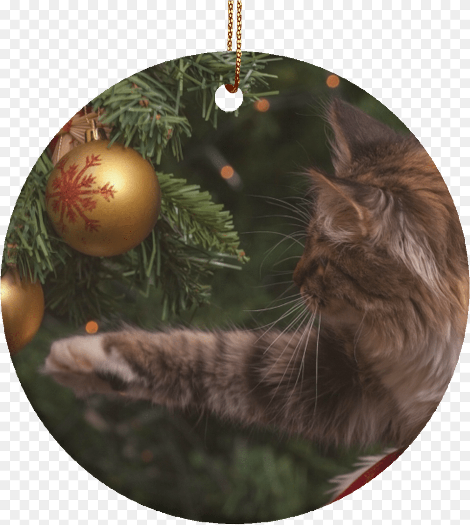 New Kitty Christmas Tree Holiday Cat Ornament New Otkritka So Starim Novim Godom 2019, Accessories, Mammal, Pet, Animal Png Image