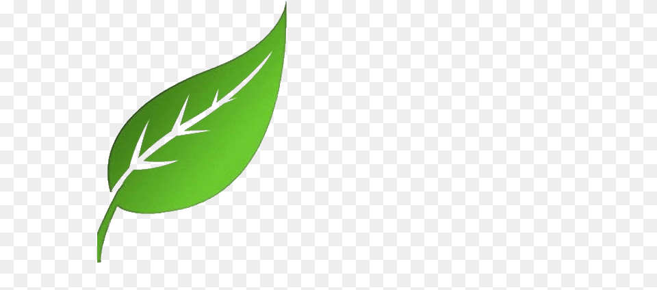 New Leaf, Green, Plant Free Png Download
