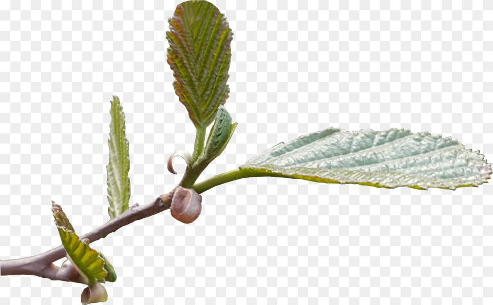 New Leaf Shoots Transparent Tree Flower Leaves No Background, Bud, Plant, Sprout Png Image