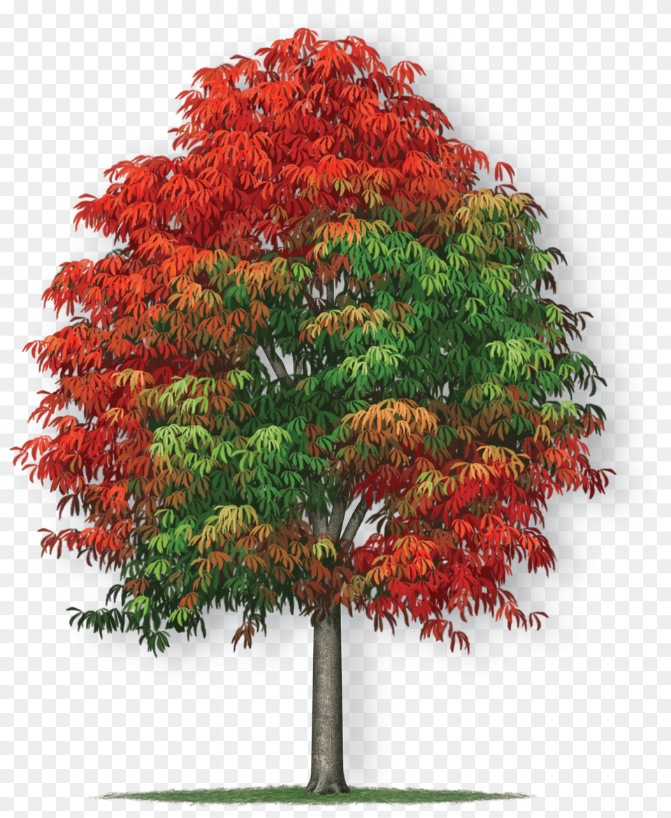 New Mexico Maple Free Png Download