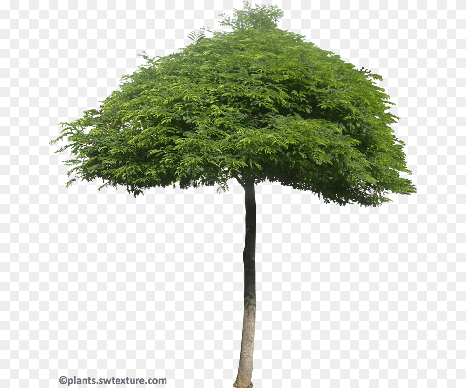 New Mexico Maple, Plant, Tree, Tree Trunk, Vegetation Free Png