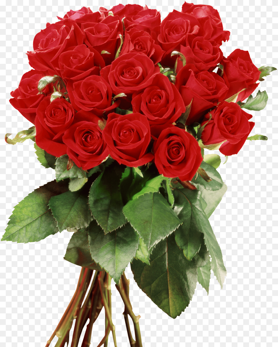 New Model Rose Flower, Flower Arrangement, Flower Bouquet, Plant Free Png Download