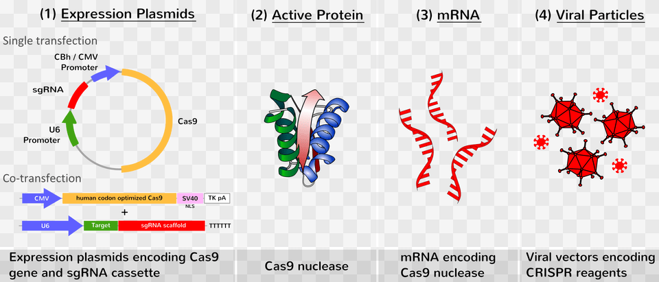 New Now We Also Offer Optimized Cas9 Nuclease Crispr Cas9 Gene Delivery, Text Png Image