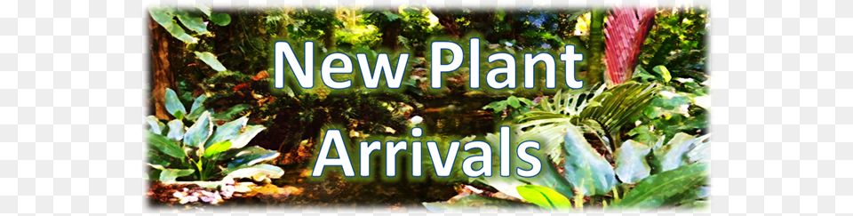 New Plant Arrival Banner New Tree, Outdoors, Vegetation, Jungle, Land Png