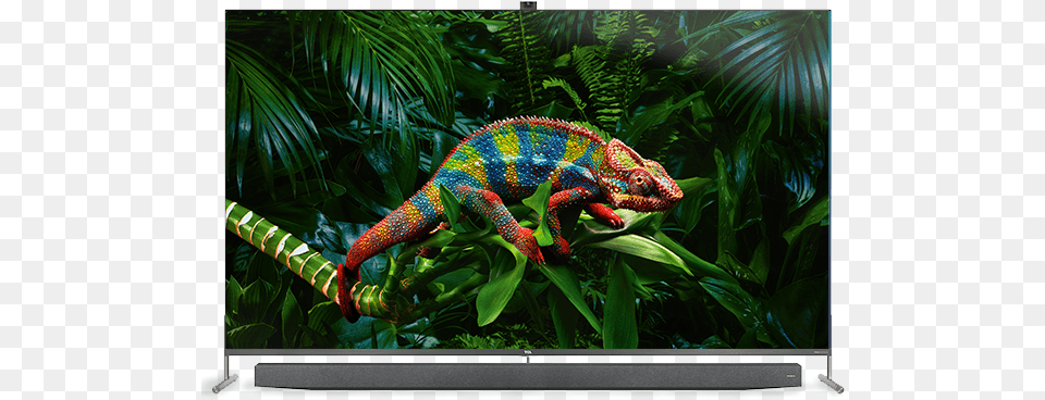 New Productlist Tcl Television, Animal, Reptile, Lizard, Iguana Png