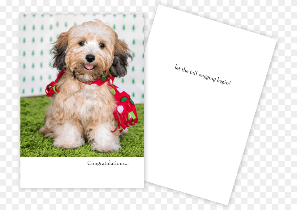 New Puppy Card Red Scarf Companion Dog, Animal, Canine, Pet, Mammal Png