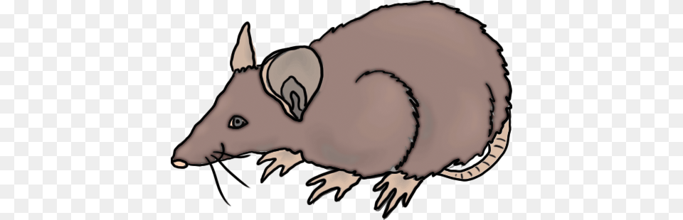 New Rat Clip Art Rat Black And White Clipart Clipart Suggest, Animal, Mammal, Wildlife, Baby Free Png
