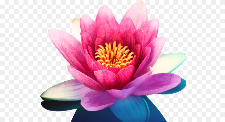 New Renaissance Bookstore Single Flower, Lily, Plant, Rose, Pond Lily Png Image