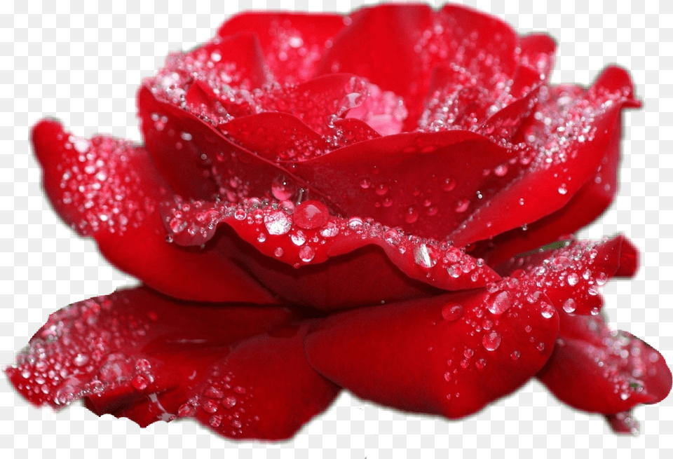 New Rose Image Download, Flower, Petal, Plant Free Transparent Png